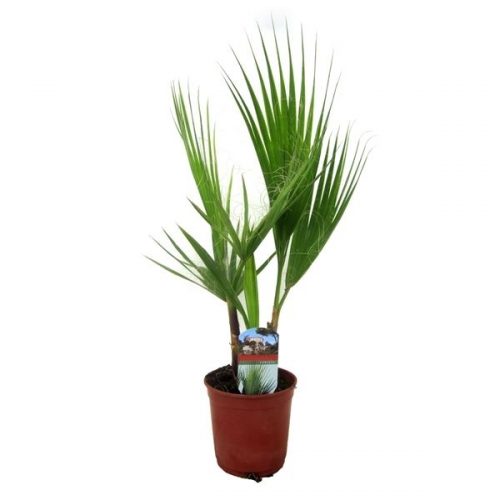 Washingtonia robusta