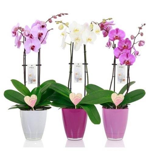 Phalaenopsis love mix