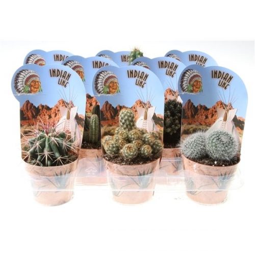 Cactus mix potcover indian line pv10025
