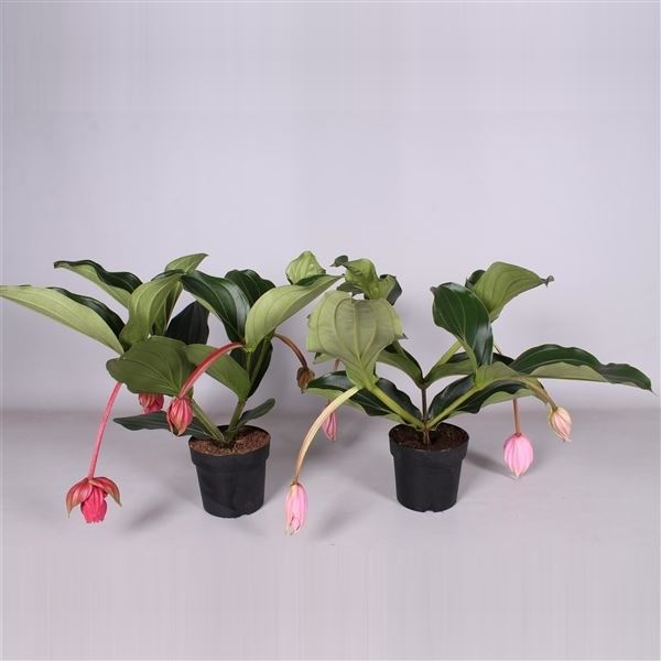 Medinilla luxe mix 1 Medinilla luxe mix