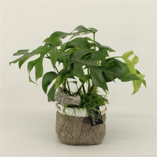 Grcr-2004 green creations	-	6	-	Adet
