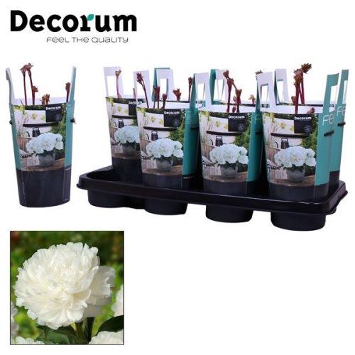 Paeonia wit		-	8	-	Adet