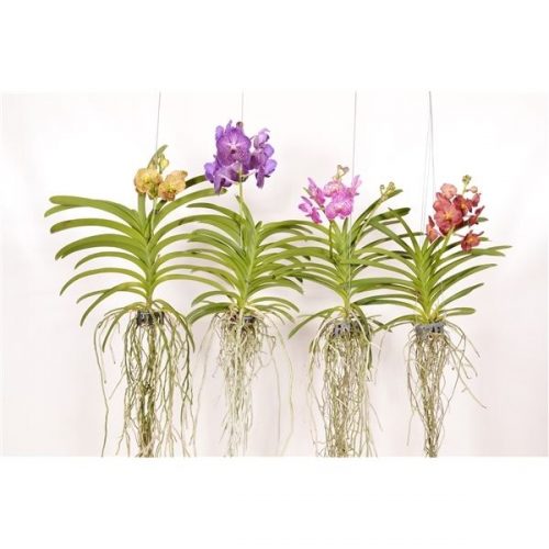 Vanda mix l