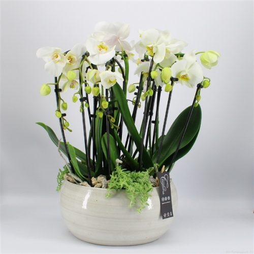 Phal-2006w phalaenopsis creatie	-	1	-	Adet
