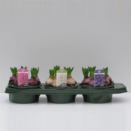 Hyacinthus orientalis mix 4 kleuren
