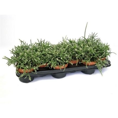 Rhipsalis philocarpa