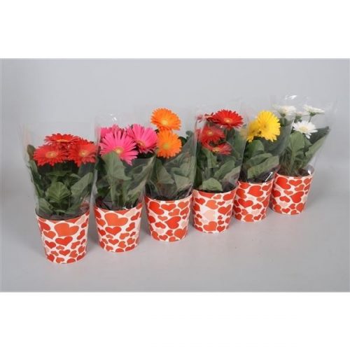 Gerbera colourgame mix