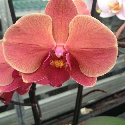 Phalaenopsis narbonne