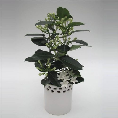 Stephanotis floribunda luxe cylinder