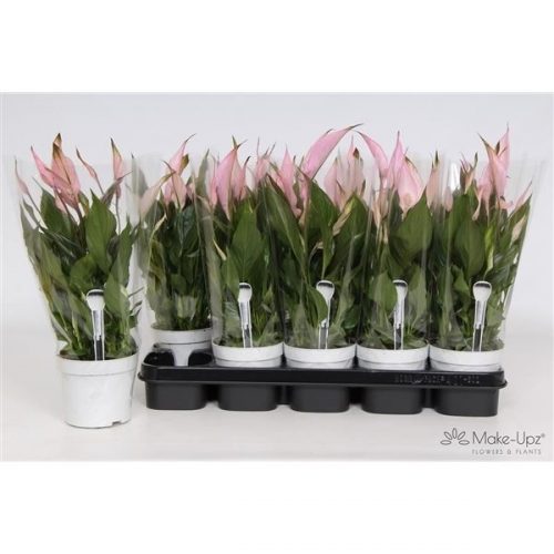 Spathiphyllum bellini make-upz roze
