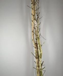 Birch Trunk Branched 240cm - Birch trunk branched
