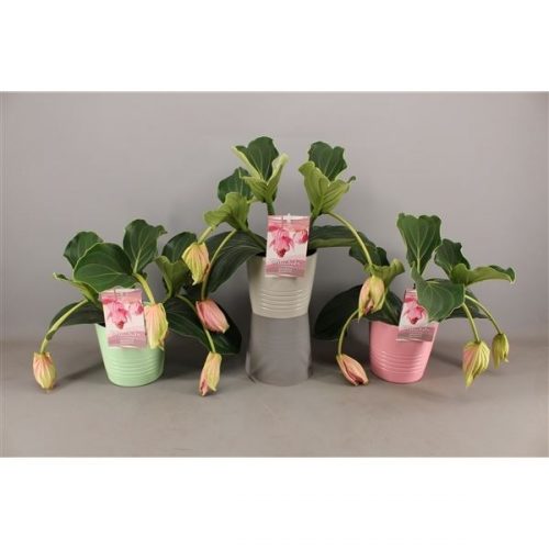 Medinilla magnifica pinatubo