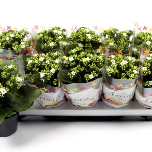 Kalanchoe wit favorita