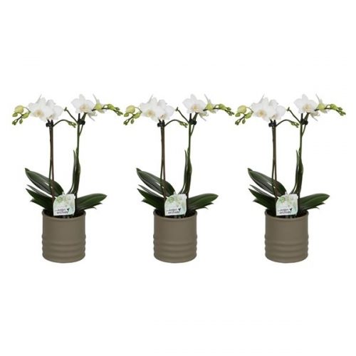 Phalaenopsis multiflora kolibri wit