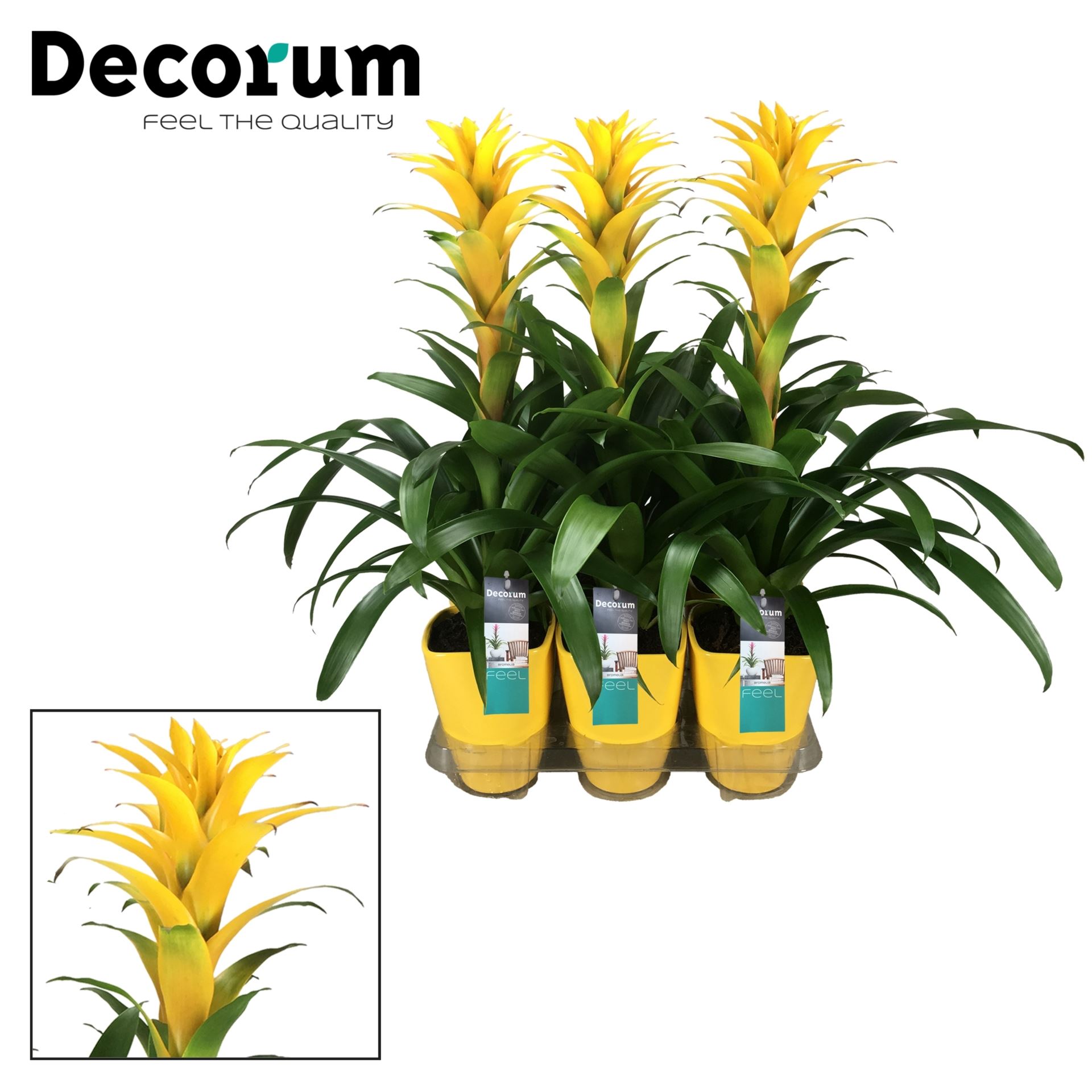Guzmania hilda geel in luxe keramiek - 6 - Adet