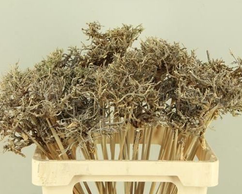 Stick dry tree - Stick dry tree