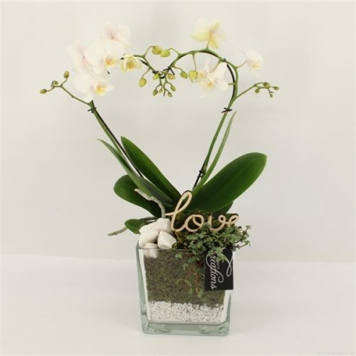 Phalrm-2008w romantic phalaenopsis	-	6	-	Adet