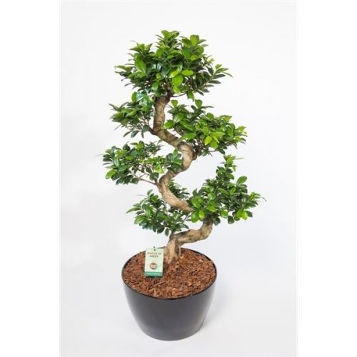 Ficus microcarpa ginseng s-type