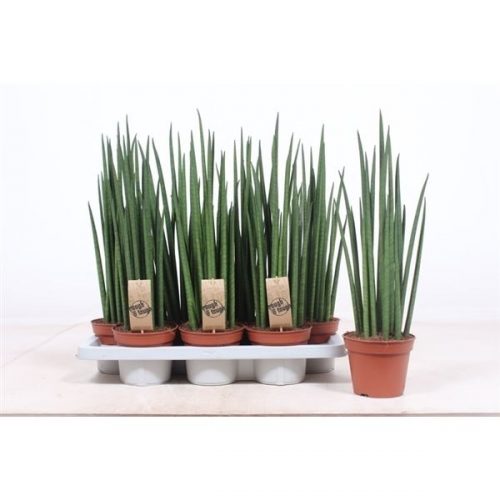 Sansevieria bacularis mikado