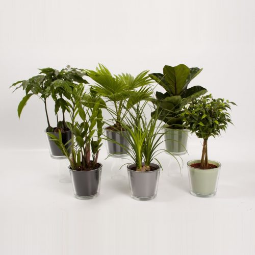 Kamerplanten mix rom/801