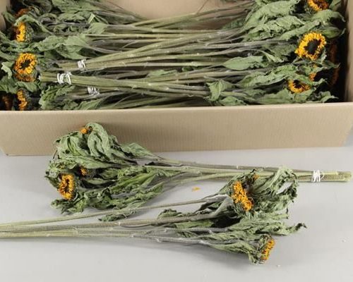 Df helianthus bs - Df helianthus bs
