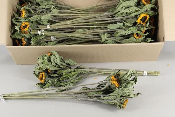 Df helianthus bs - Df helianthus bs 1 Df helianthus bs - Df helianthus bs