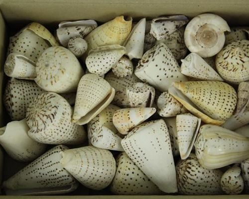 Shell Pulli Valai - Decoratiemateriaal