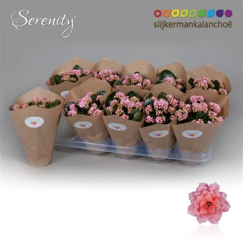 Kalanchoe serenity licht roze