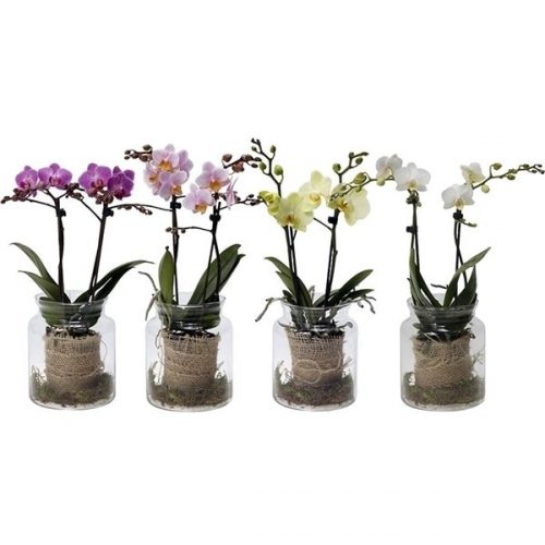 Phalaenopsis multiflora kolibri mix 12970