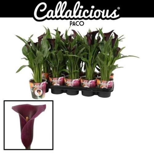 Zantedeschia paco