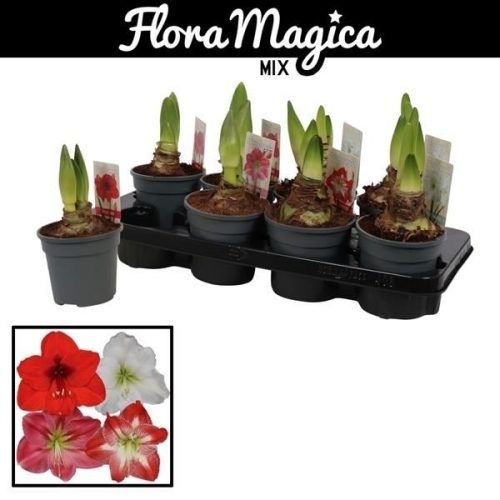 Hippeastrum mix extra