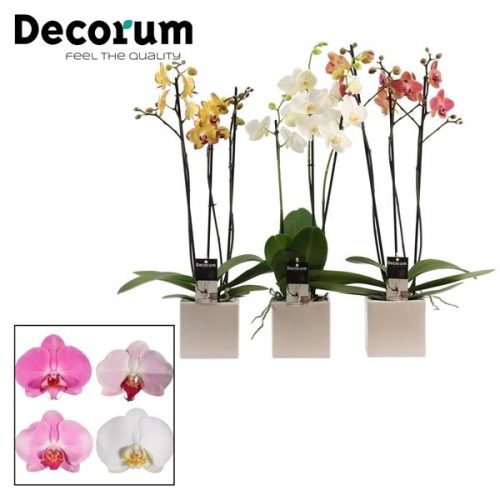 Phalaenopsis mix p3tdpk	 3 tak in kubus keramiek	-	6	-	Adet
