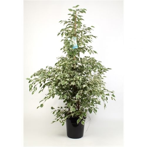 Ficus benjamina profit