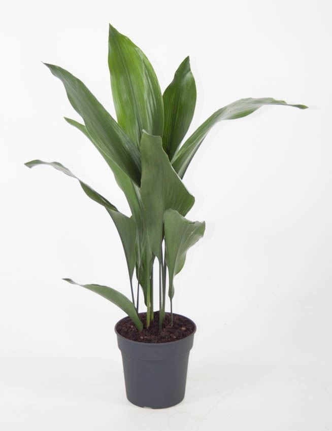 Aspidistra elatior