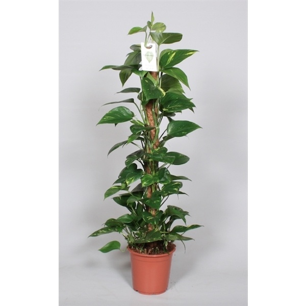 Epipremnum pinnatum mosstok