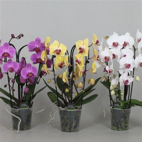 Phalaenopsis cascade mix