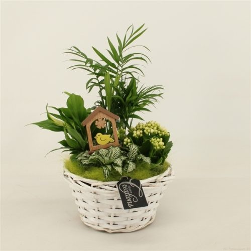 Bacr-2012gr basic creatie	-	3	-	Adet
