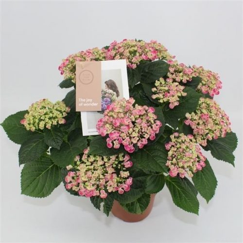 Hydrangea macr. curly wurly pink