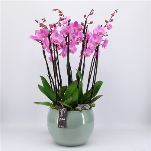 Phal-2021rz phalaenopsis creatie	-	2	-	Adet