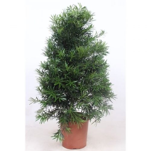 Podocarpus nivalis macrophylla