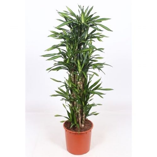 Dracaena fragr. riki
