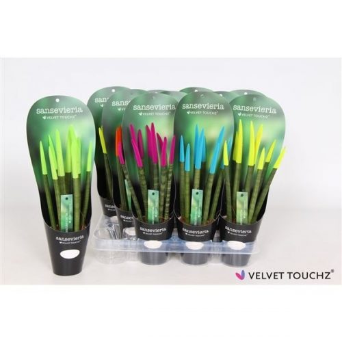 Sansevieria cylindrica spaghetti