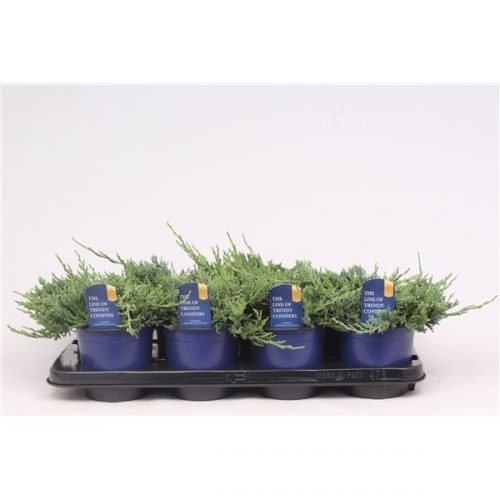 Juniperus horizontalis wiltonii