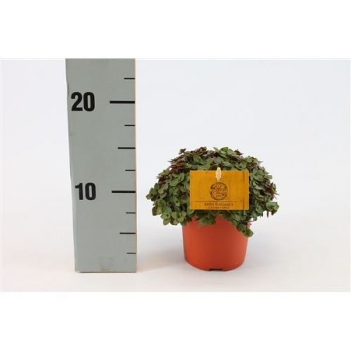 Callisia turtle eden elegance