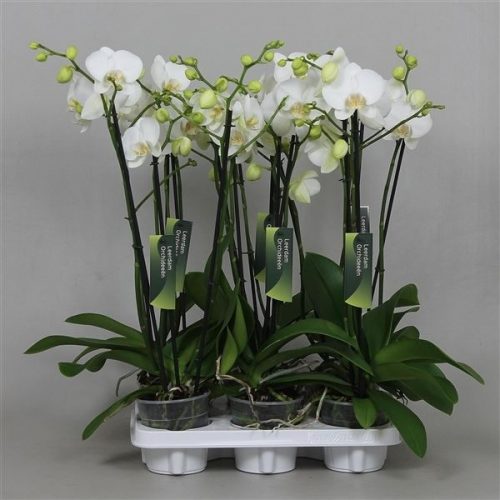 Phalaenopsis wit