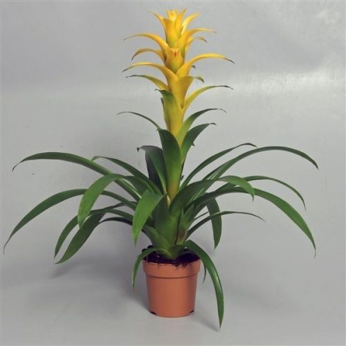 Guzmania mirador