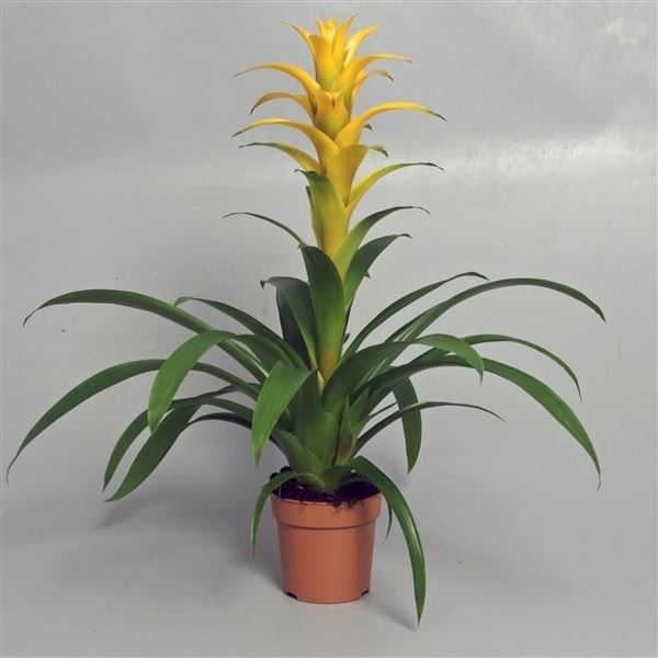 Guzmania mirador 1 Guzmania mirador