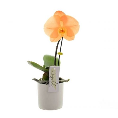 Phalaenopsis singolo orange siso