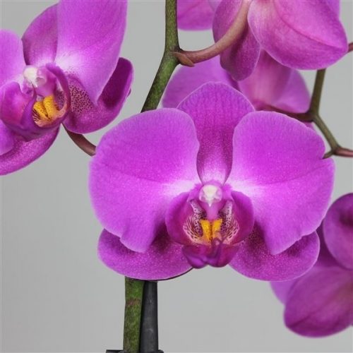 Phalaenopsis atlantis