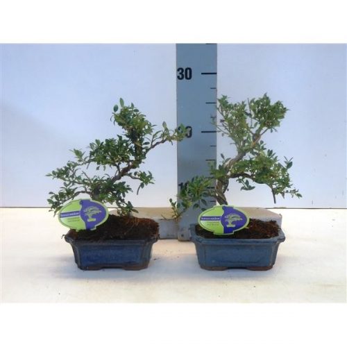 Ilex crenata